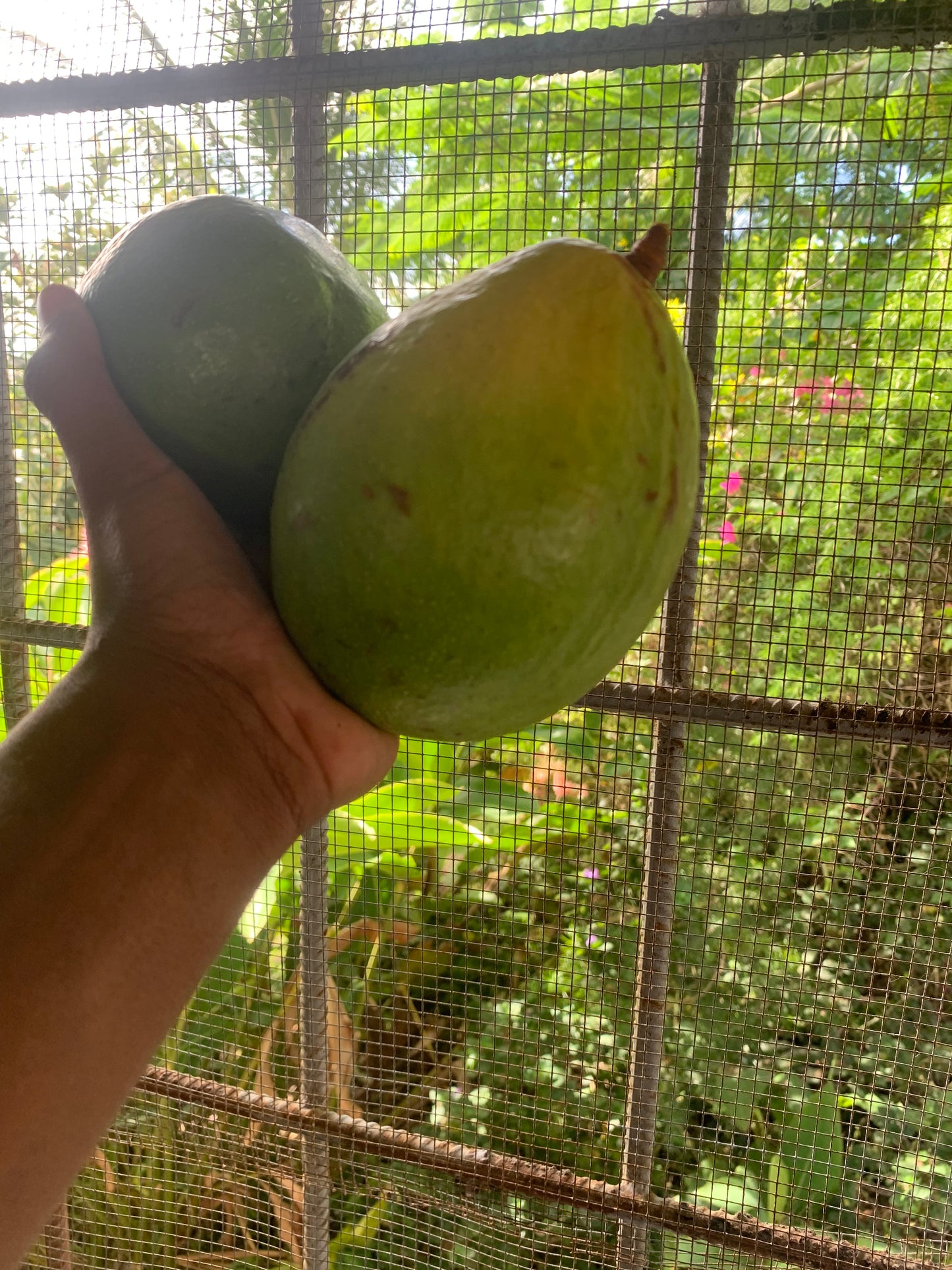 Avocado