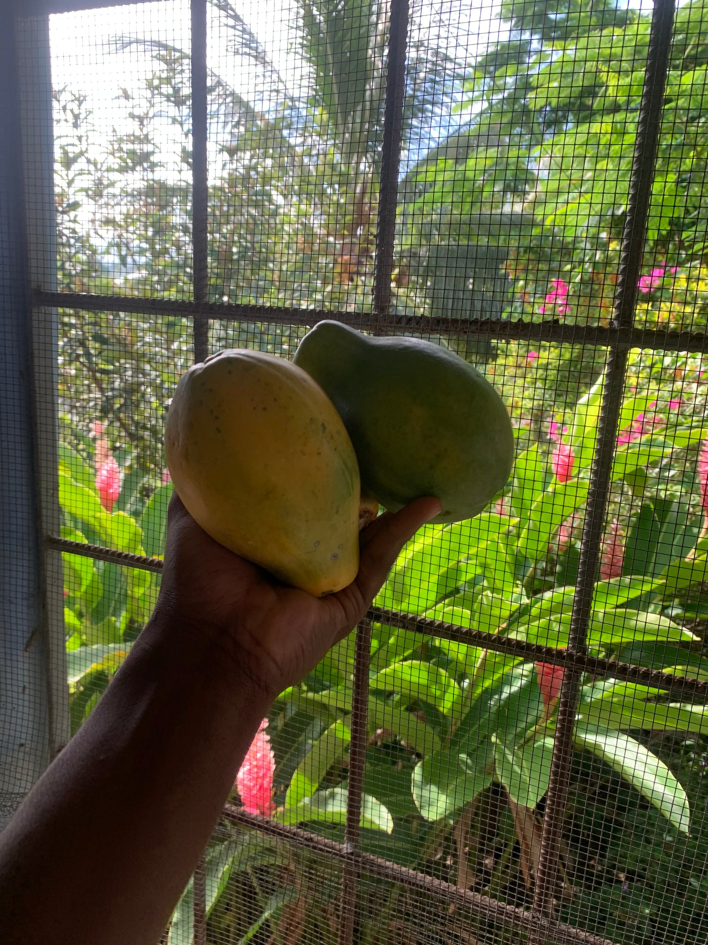 Papaya PER LB
