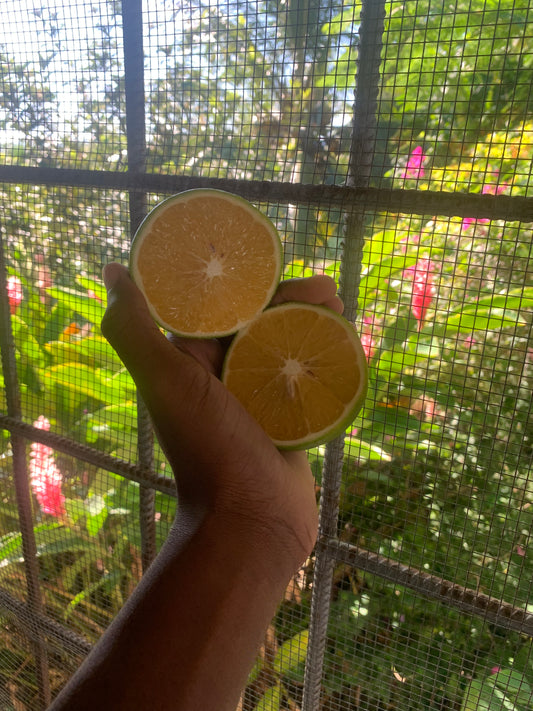Oranges