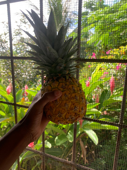 pineapple PER LB