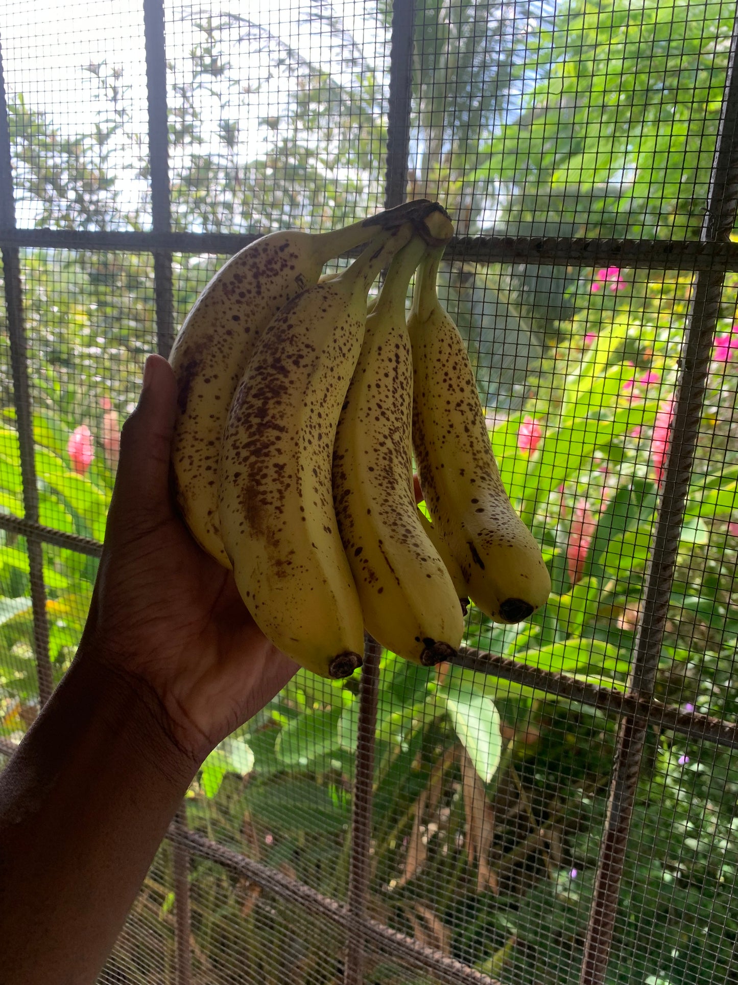 Ripe Banana PER DOZ