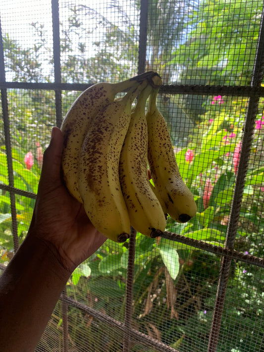 Ripe Banana PER DOZ