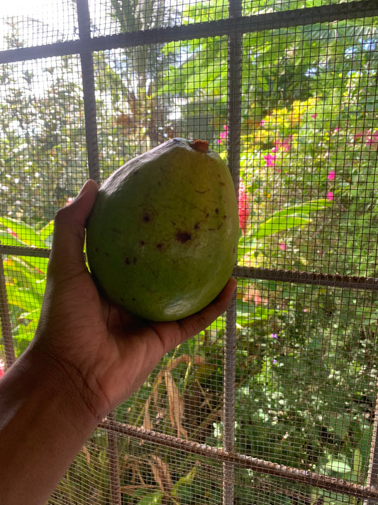 Avocado